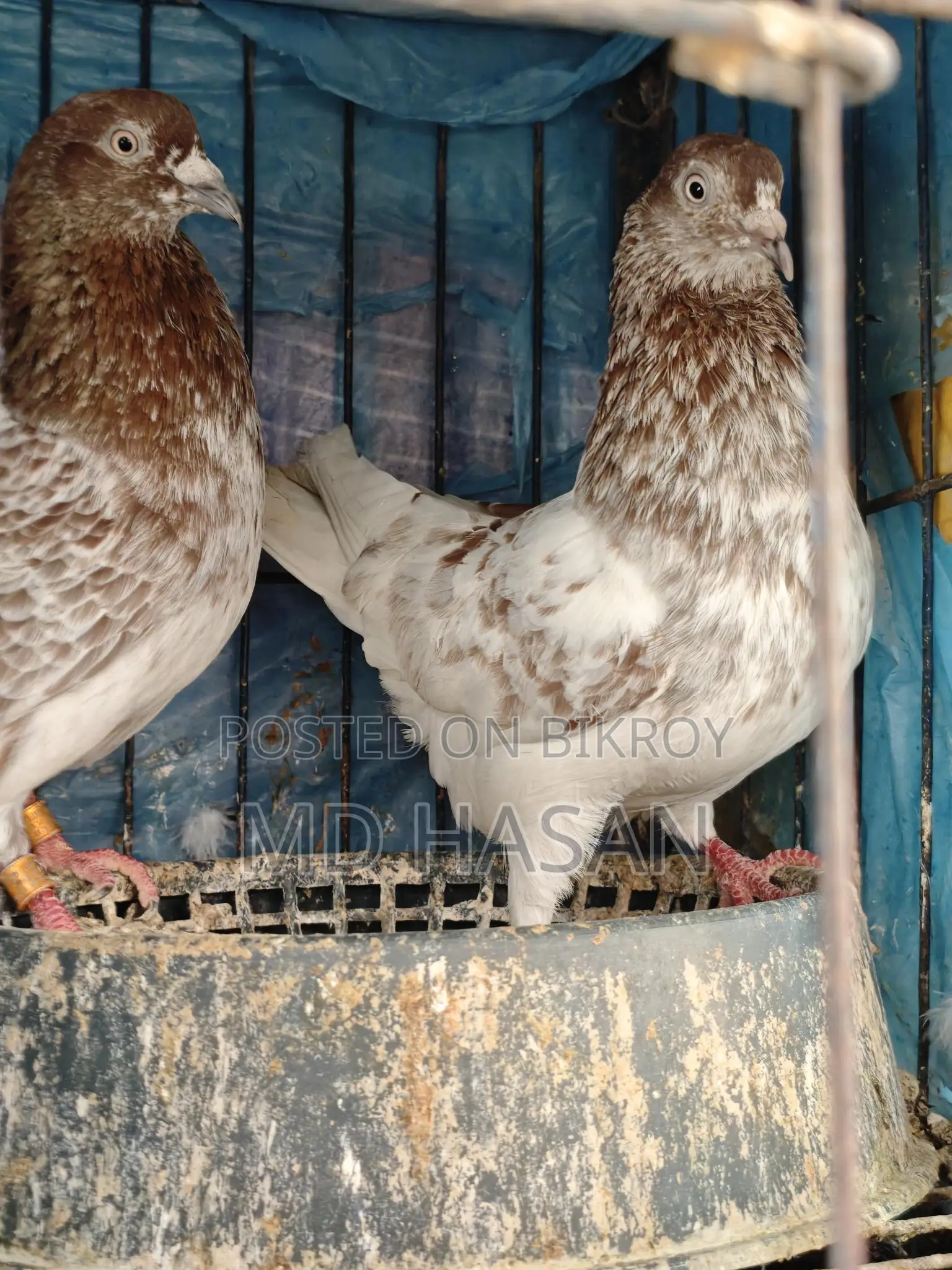 কবুতর বিক্রয় হবে