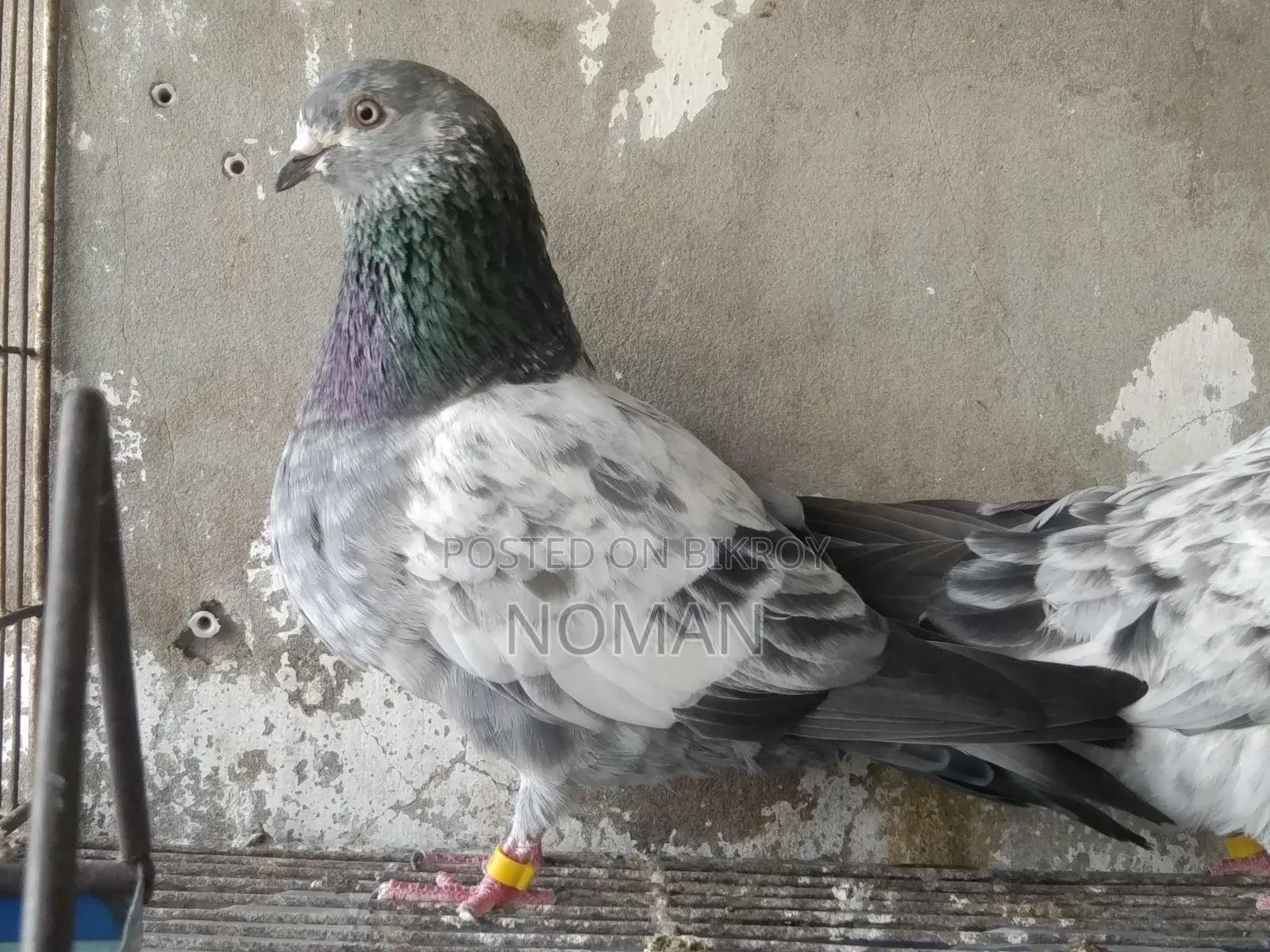 কবুতর