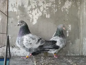 কবুতর