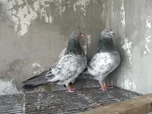 কবুতর