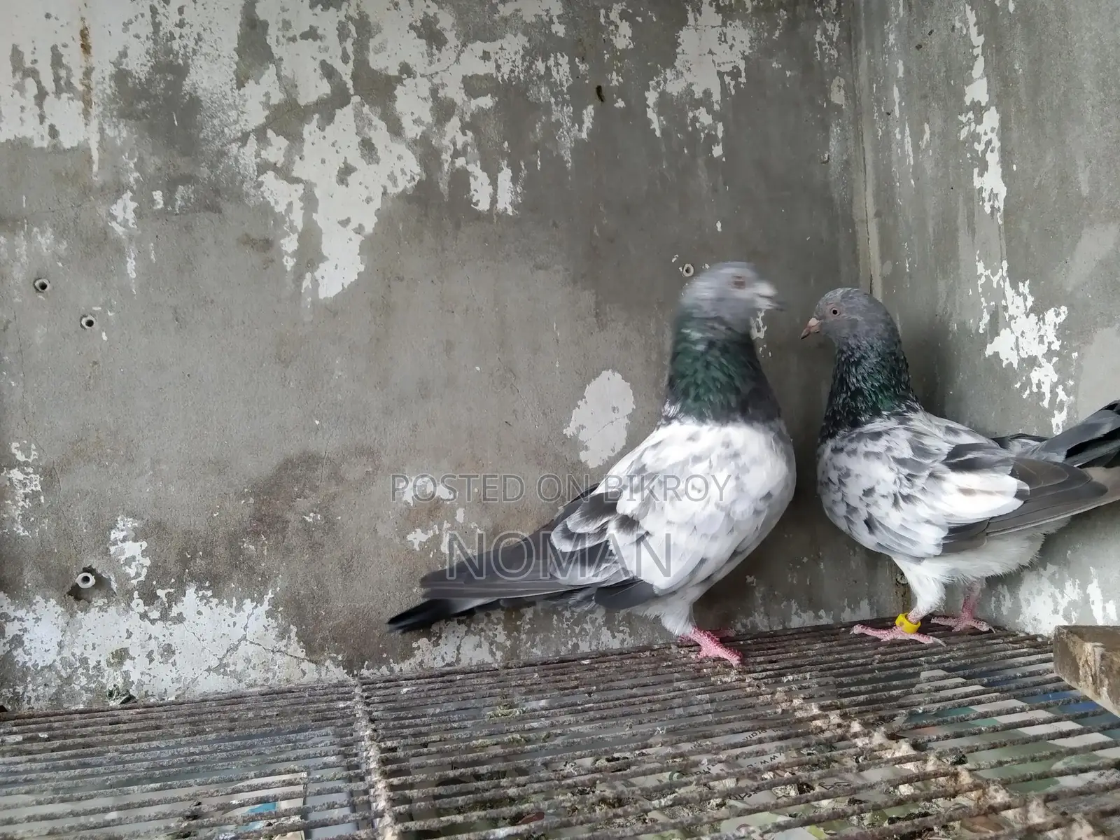 কবুতর
