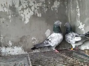 কবুতর