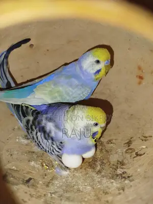 বাজিগর বিডিং পেয়ার