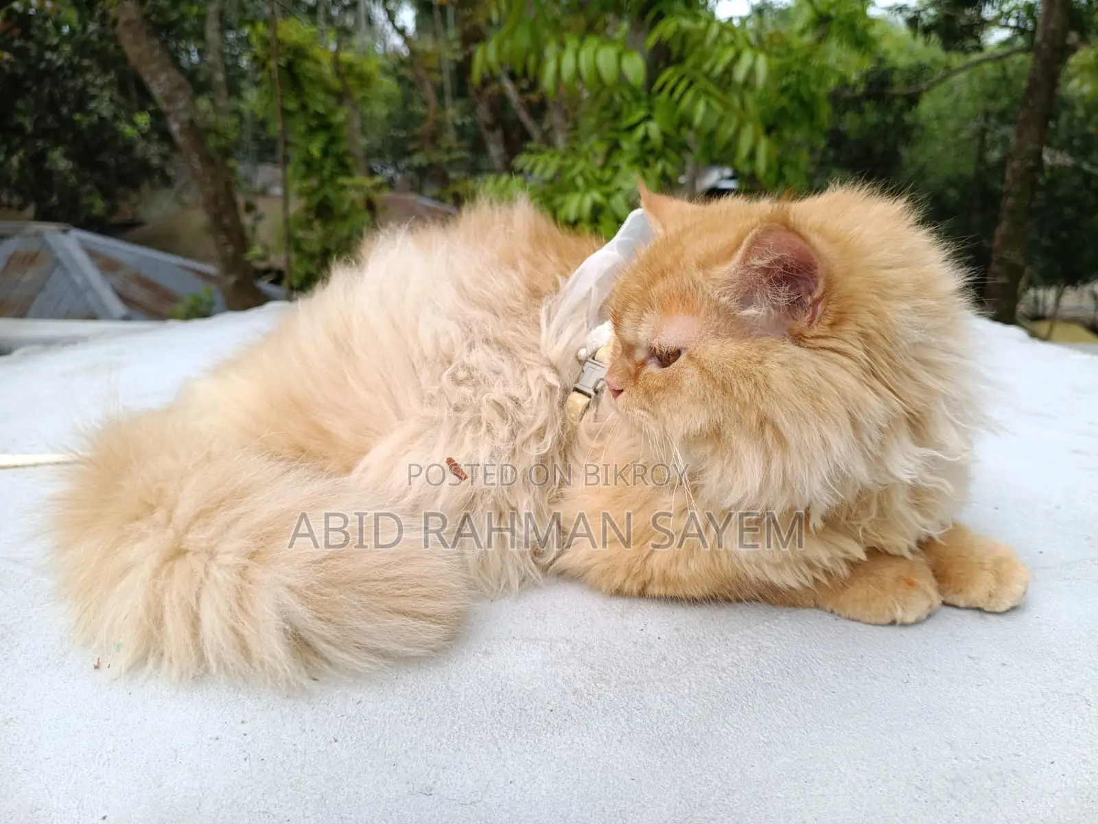 Traditional Persian Female cat