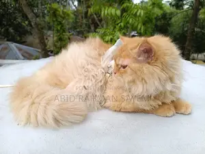 Traditional Persian Female cat