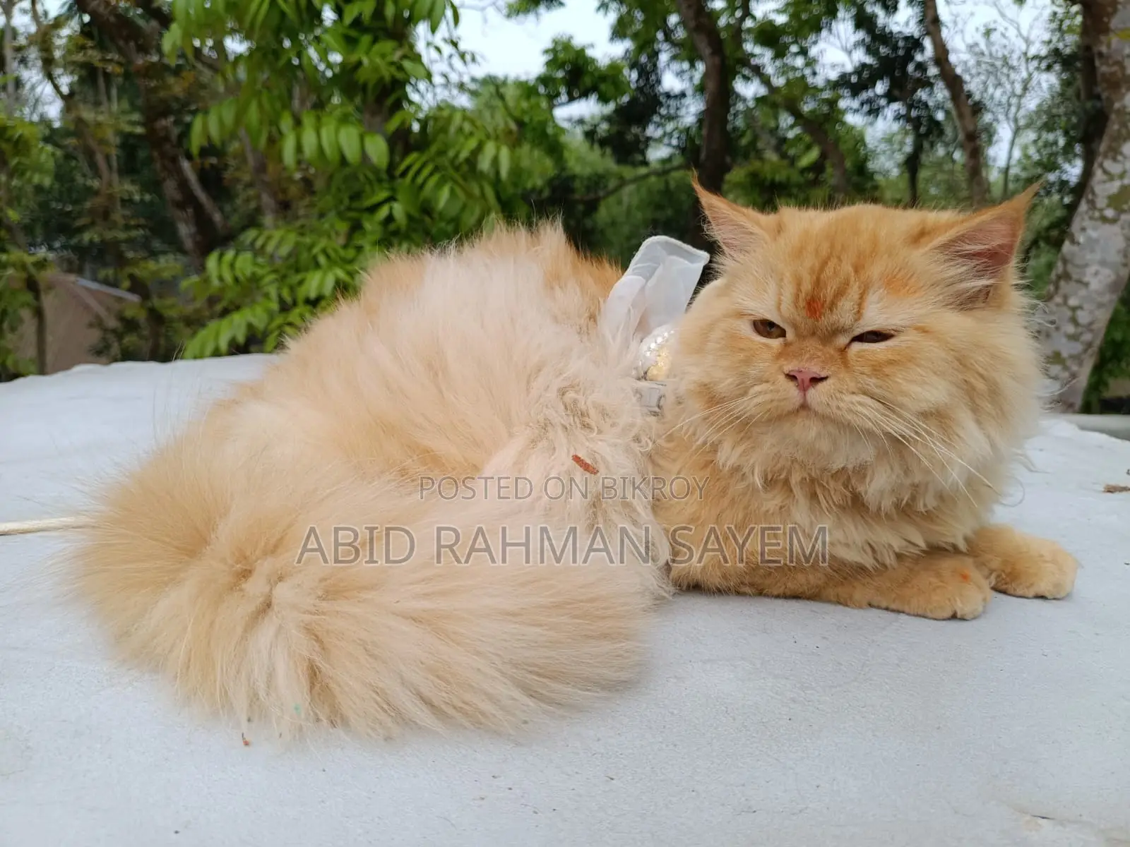 Traditional Persian Female cat