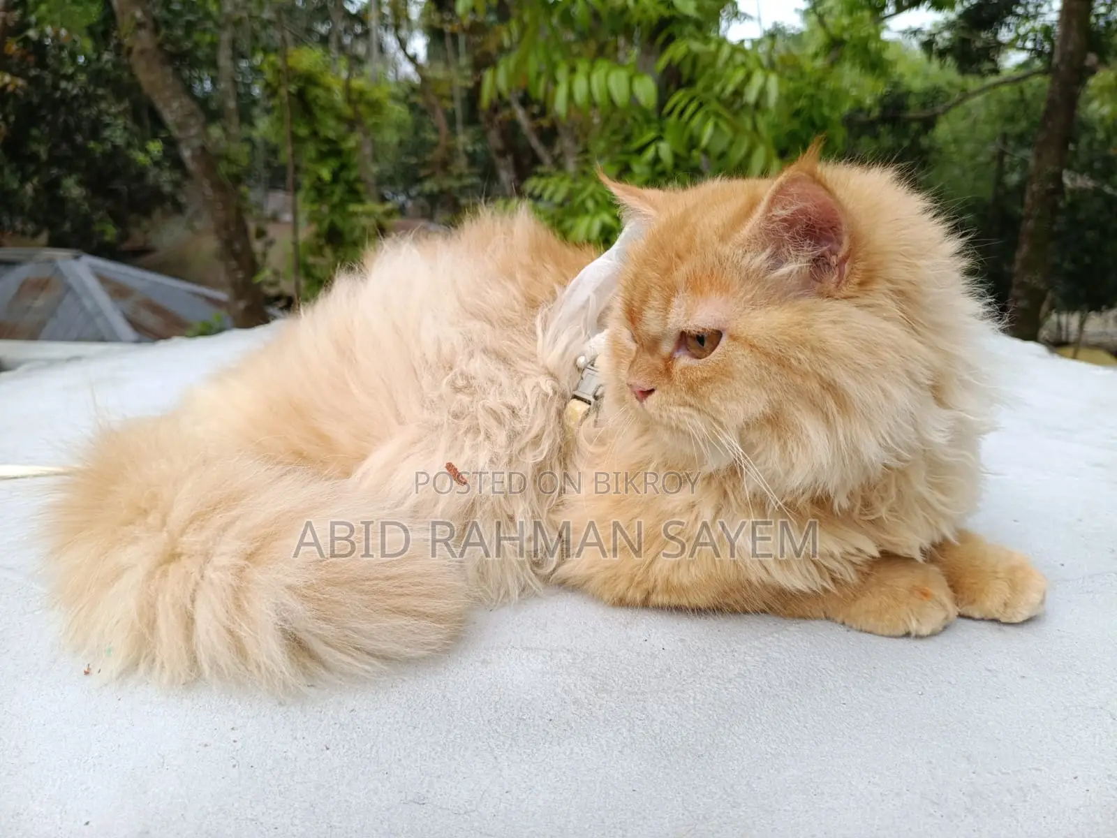 Traditional Persian Female cat