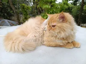 Traditional Persian Female cat