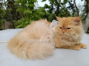 Traditional Persian Female cat