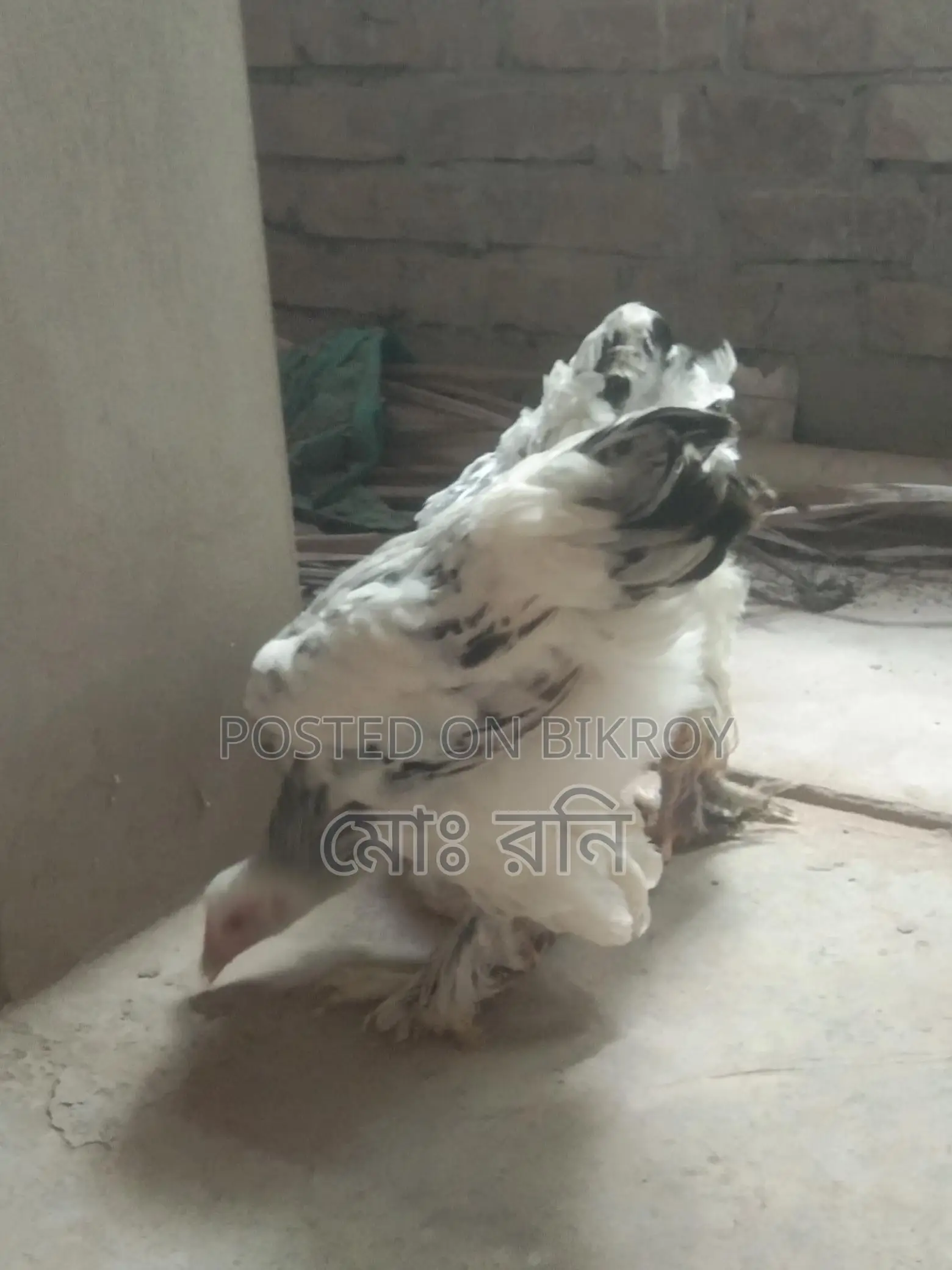 সৌখিন মুরগি
