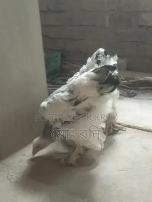 সৌখিন মুরগি