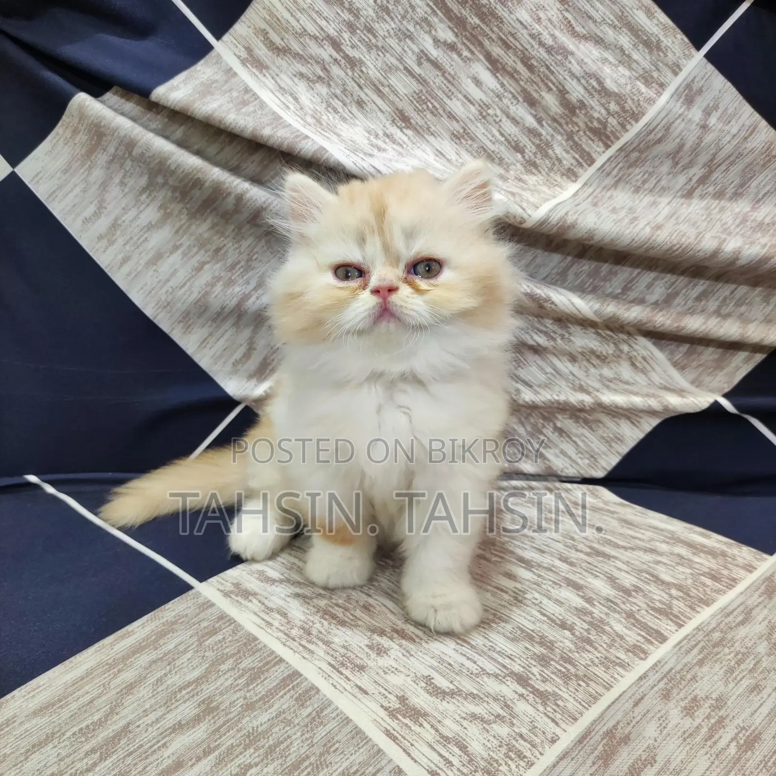 Persian Male Kitten