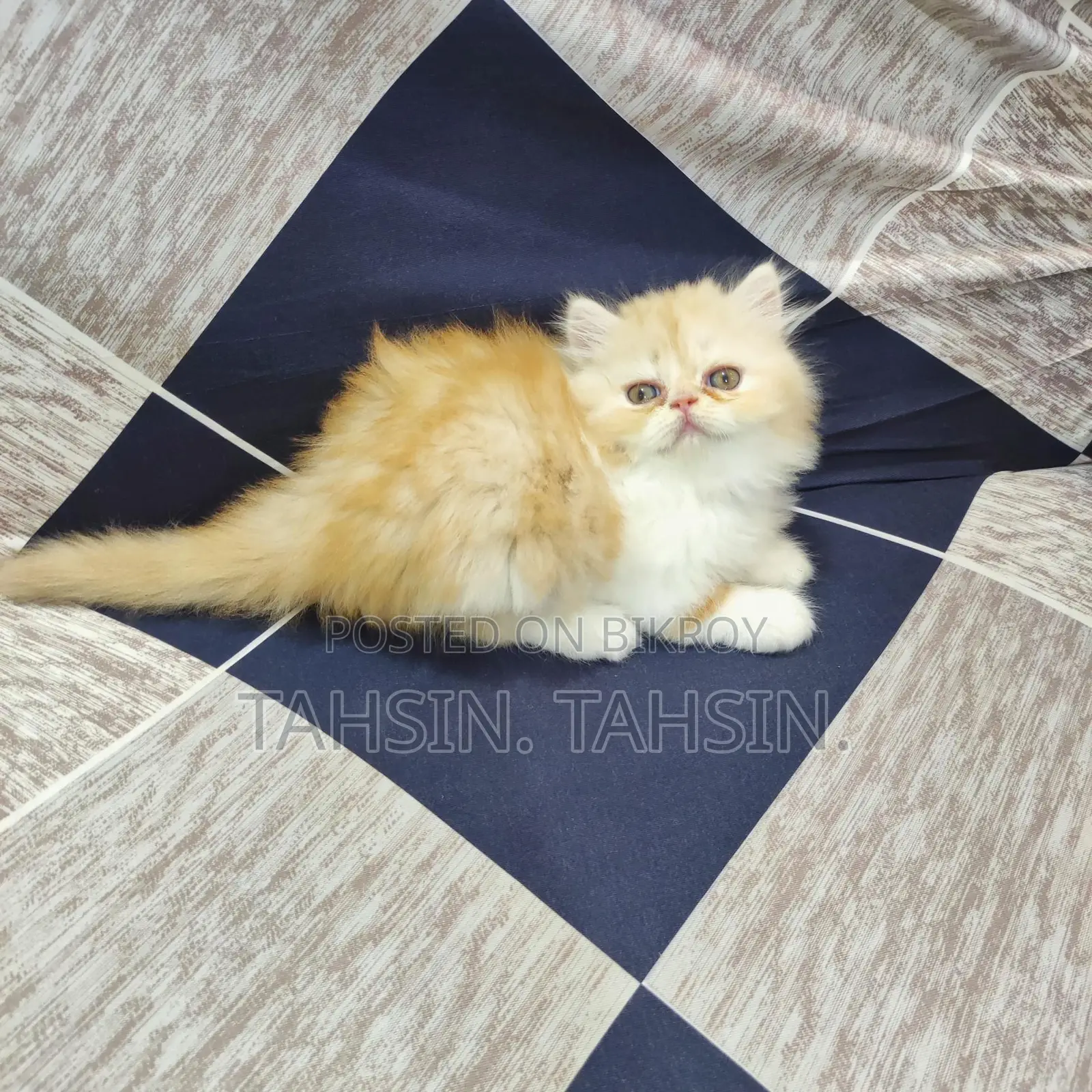 Persian Male Kitten
