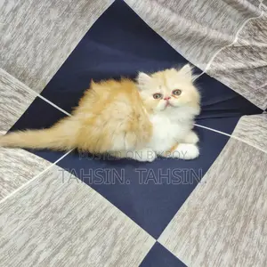 Persian Male Kitten