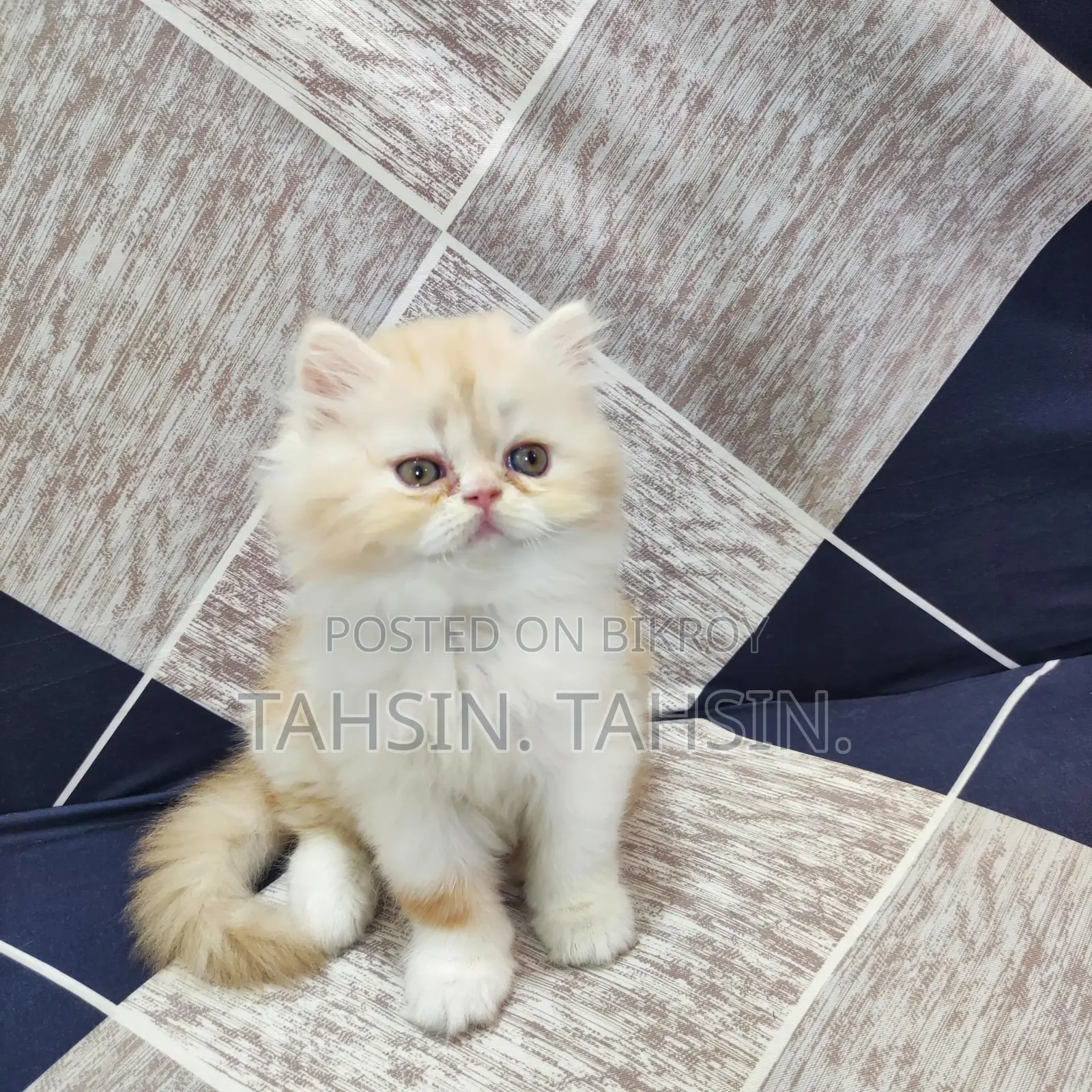 Persian Male Kitten