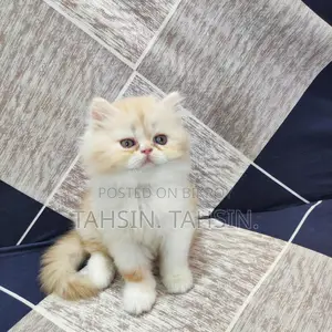 Persian Male Kitten