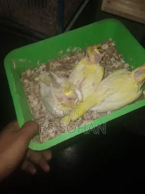 টেম সাইজ ককাটেল পাখি