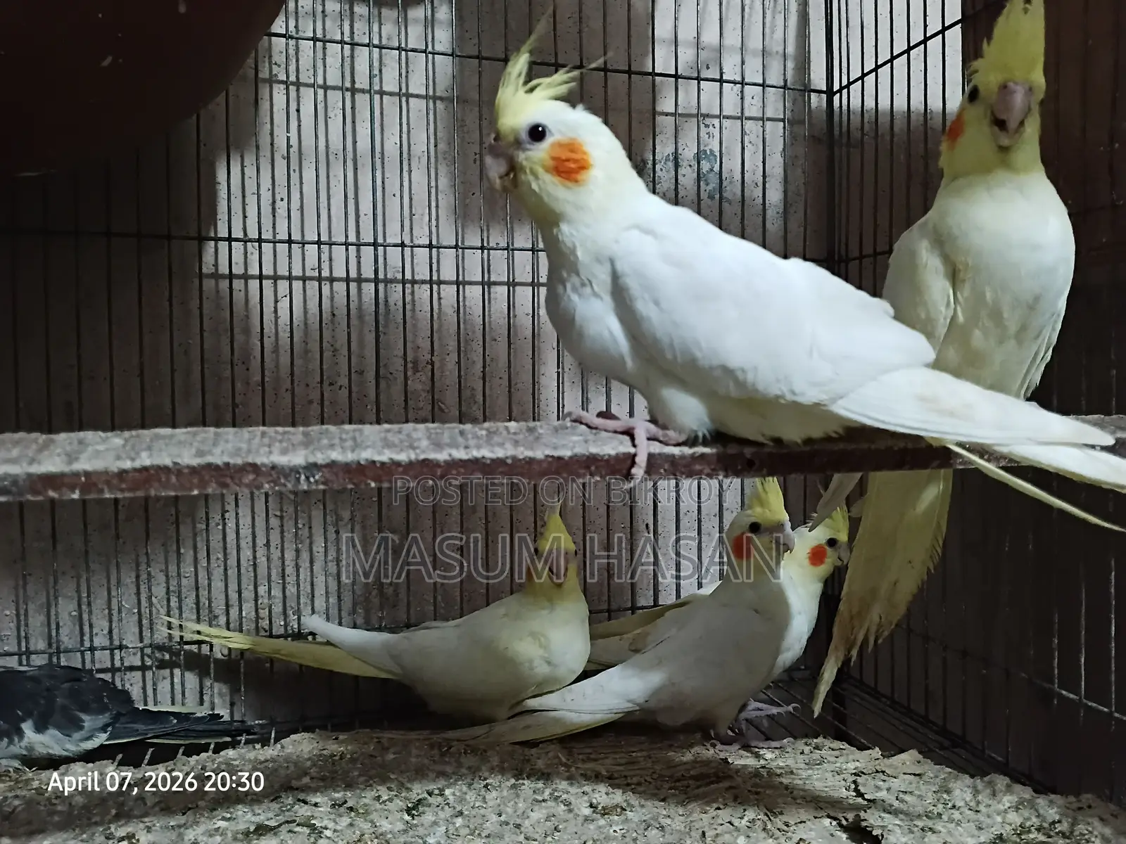 5 Cockatiel Babies for Sale (1.5 Months Old)