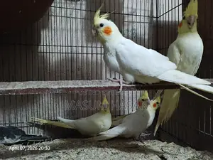 5 Cockatiel Babies for Sale (1.5 Months Old)