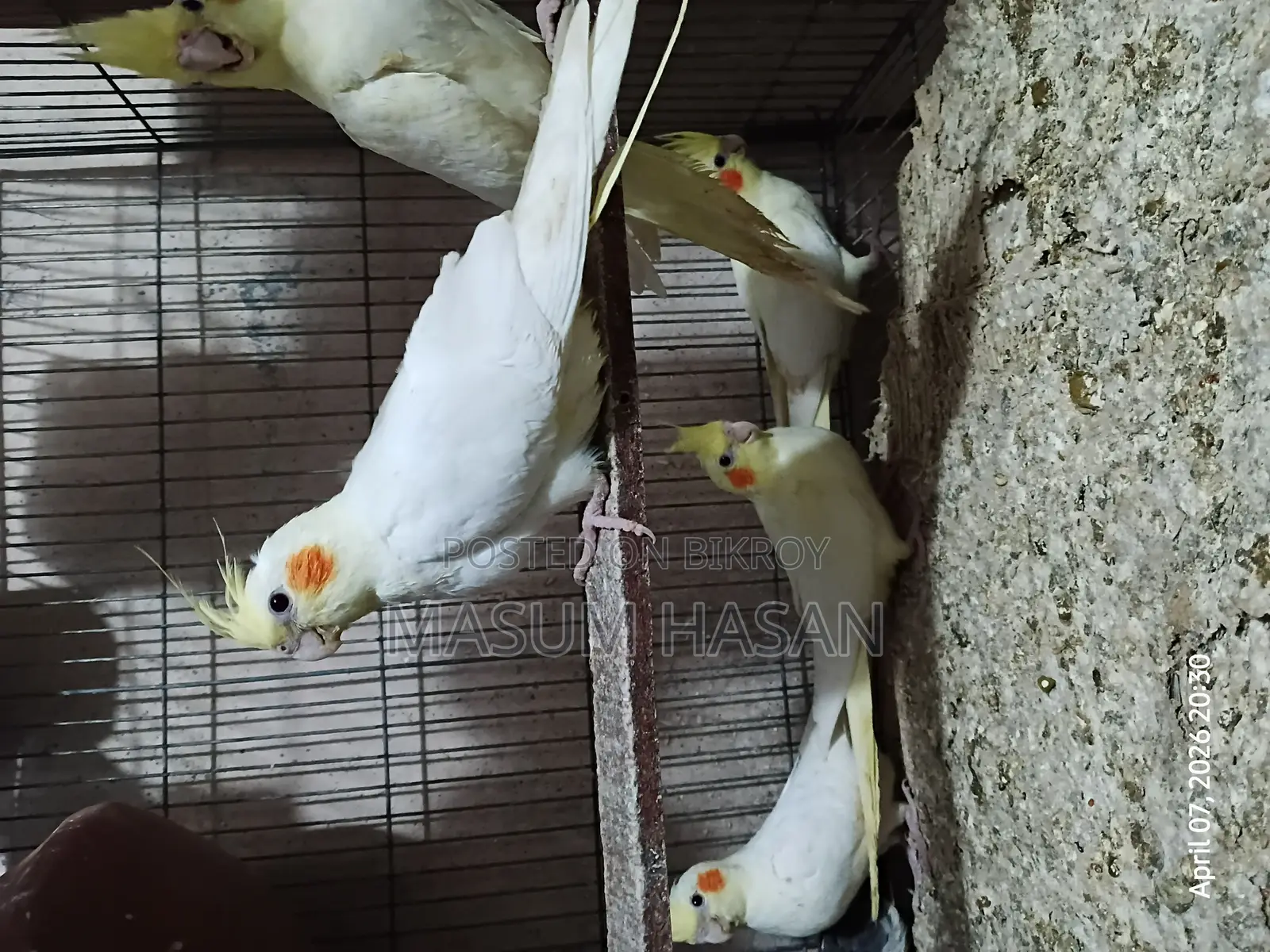 5 Cockatiel Babies for Sale (1.5 Months Old)