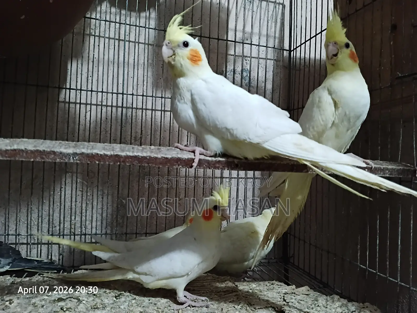 5 Cockatiel Babies for Sale (1.5 Months Old)