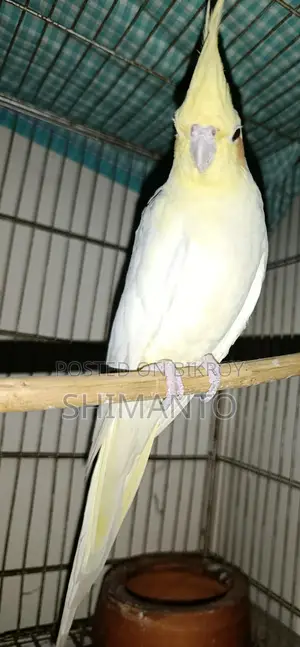 ককাটেল