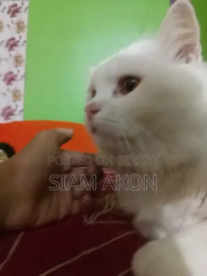 Persian Male
