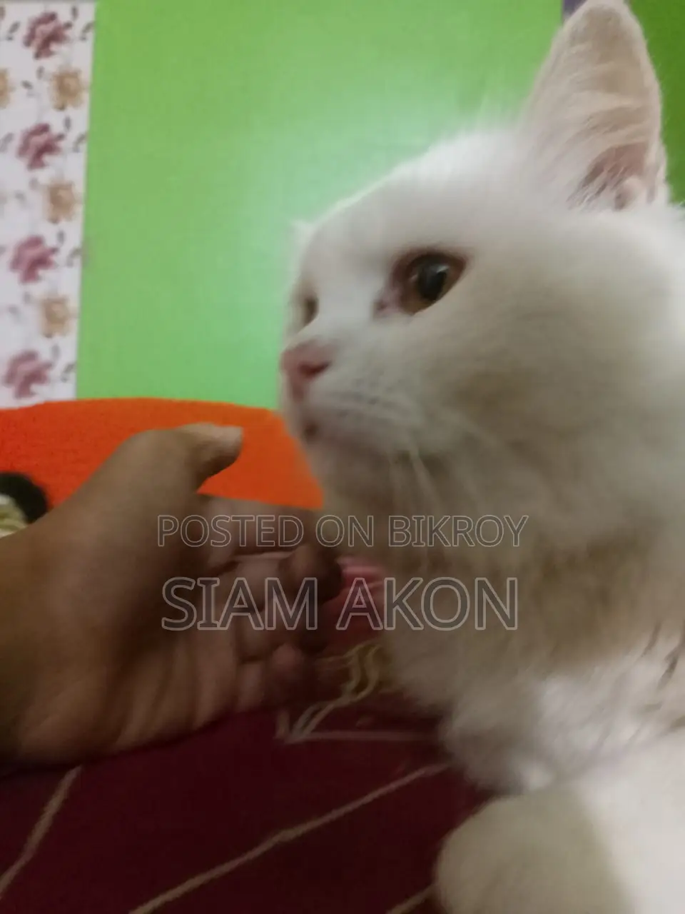Persian Male