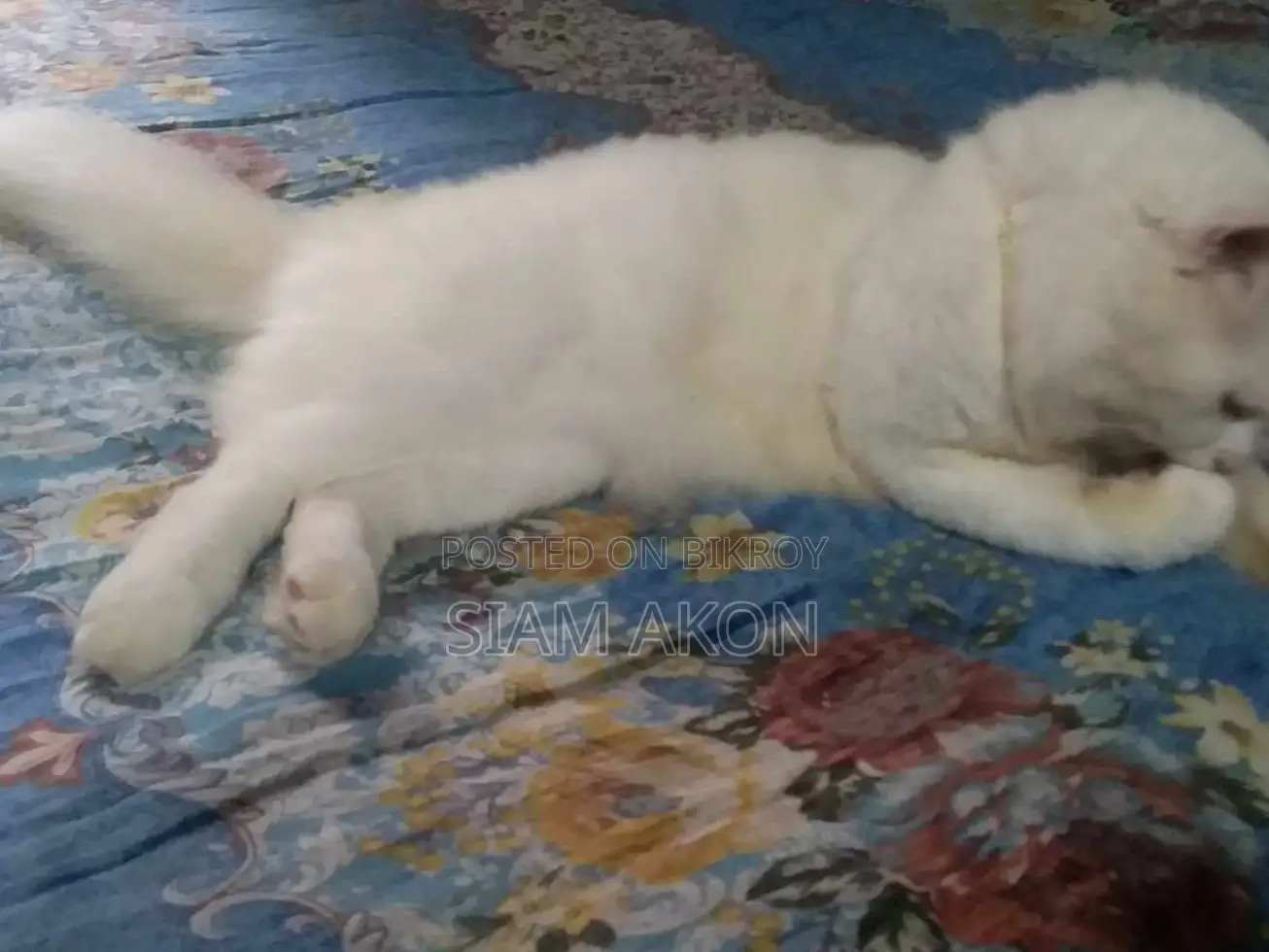 Persian Male