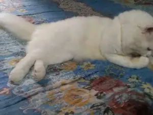 Persian Male
