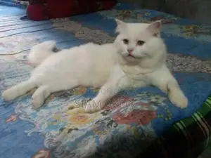 Persian Male