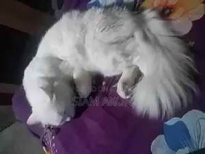 Persian Male