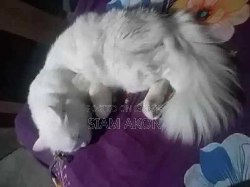 Persian Male