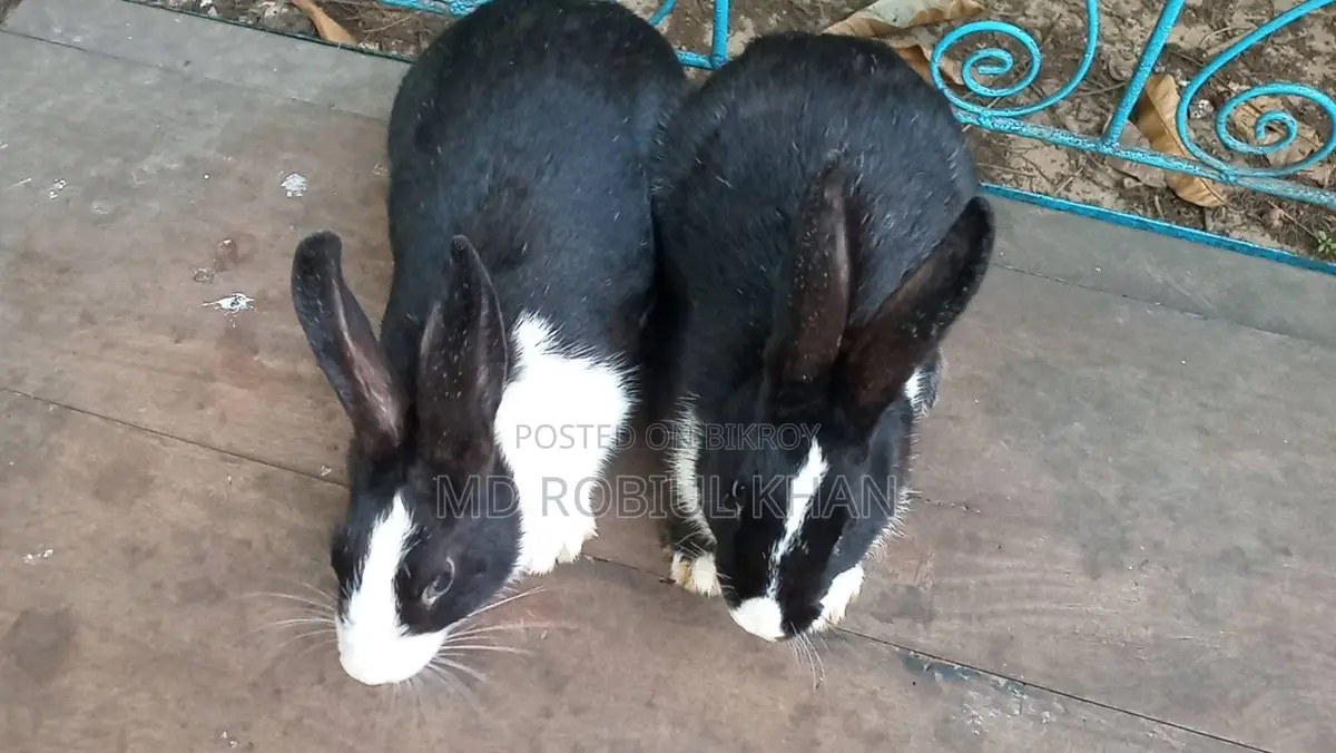 Rabbit for sale