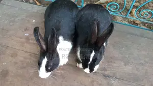Rabbit for sale