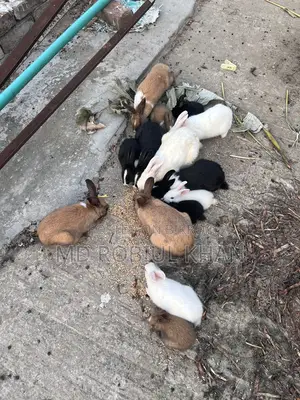 Rabbit for sale