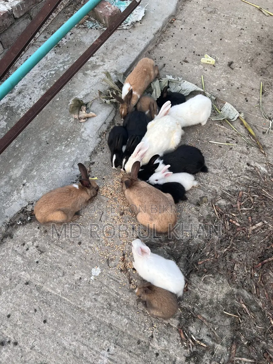 Rabbit for sale
