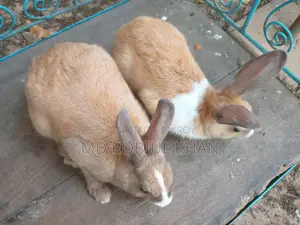 Rabbit for sale