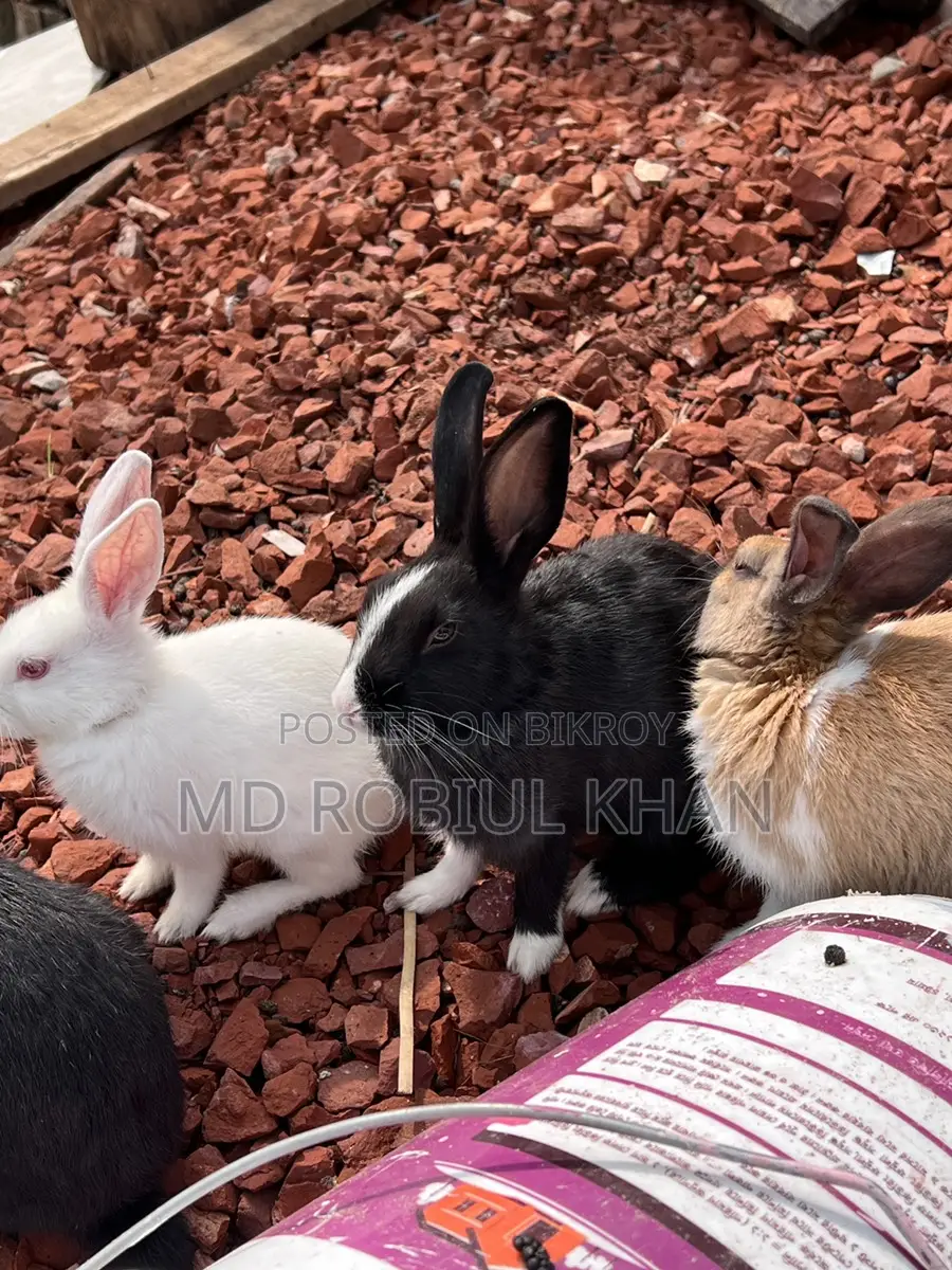 Rabbit for sale