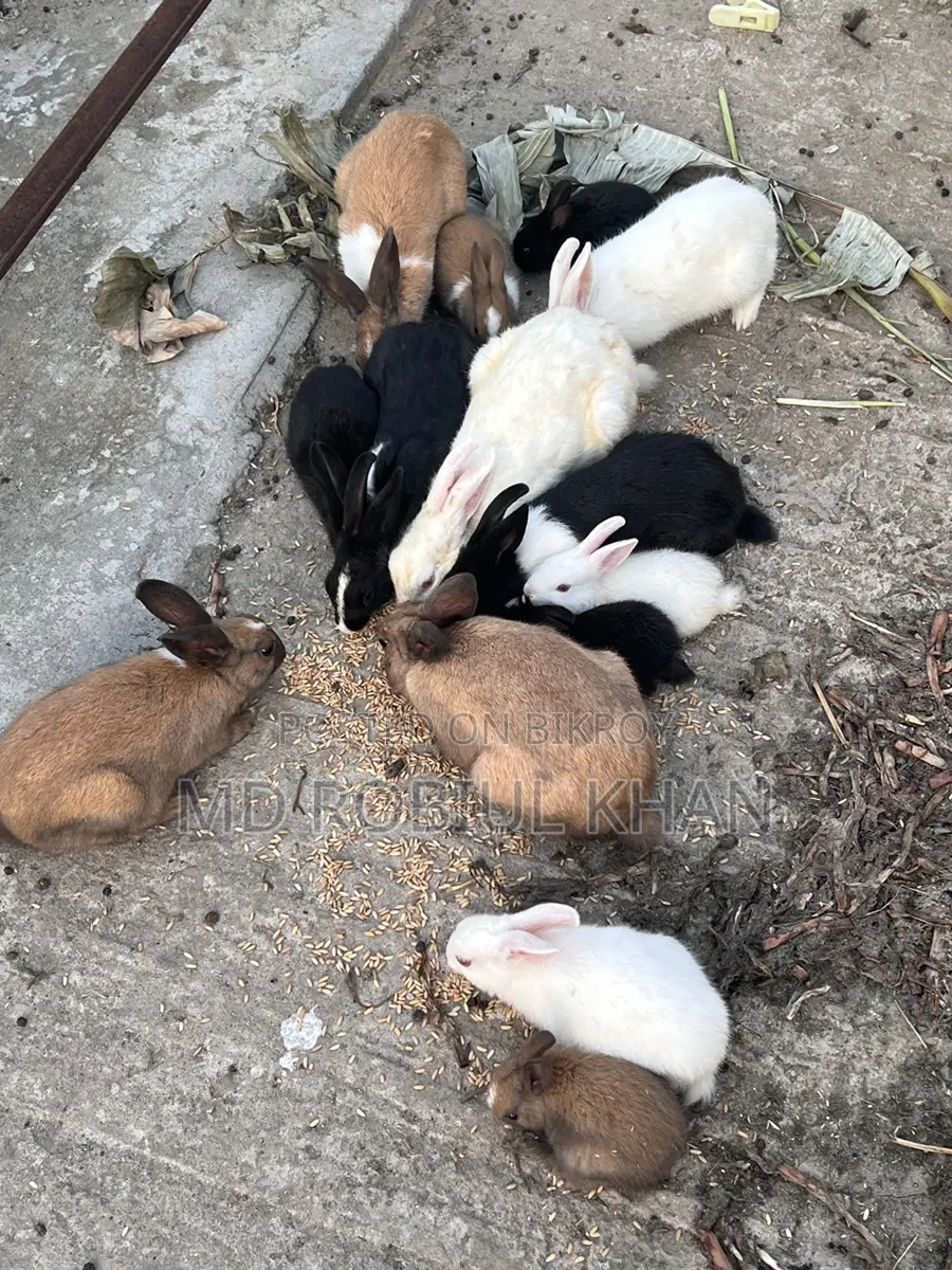 Rabbit for sale