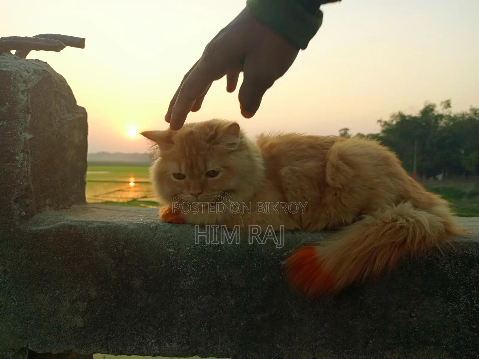 পারশিয়ান বিড়াল সেল হবে, অনেক শখের, সুন্দর