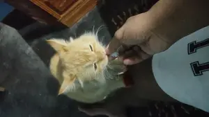 পারশিয়ান বিড়াল সেল হবে, অনেক শখের, সুন্দর