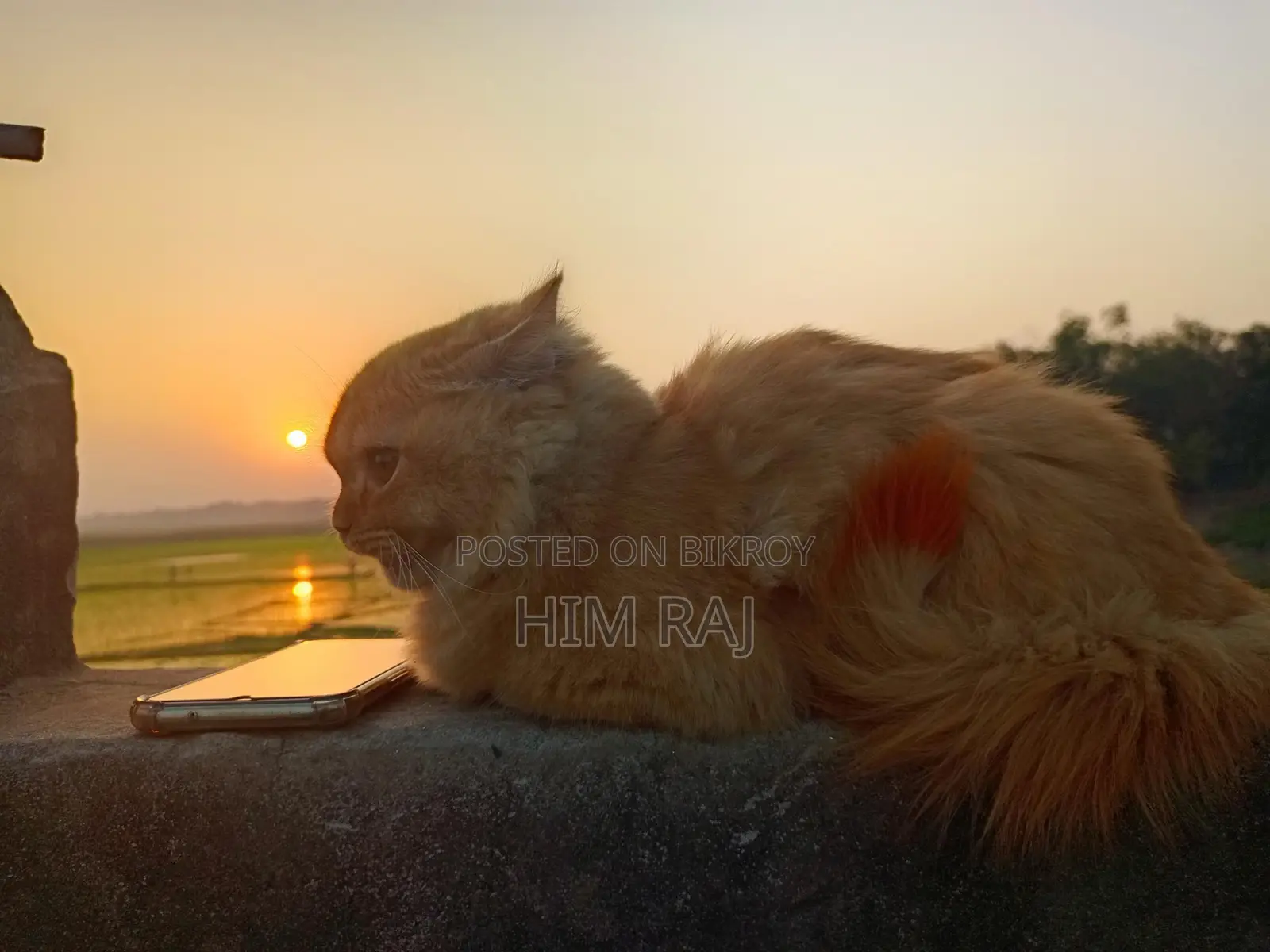 পারশিয়ান বিড়াল সেল হবে, অনেক শখের, সুন্দর