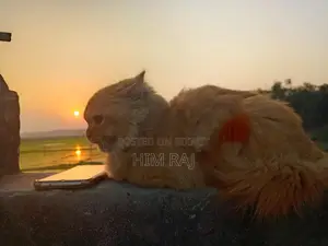 পারশিয়ান বিড়াল সেল হবে, অনেক শখের, সুন্দর