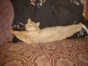 পারশিয়ান বিড়াল সেল হবে, অনেক শখের, সুন্দর