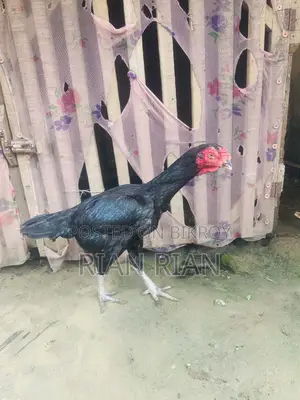 Aseel Apple Body Chicken