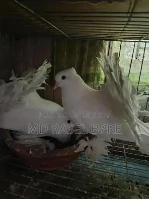 রক্ষা কবুতর বিক্রি হবে