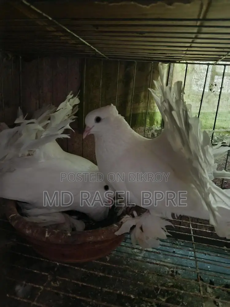 রক্ষা কবুতর বিক্রি হবে