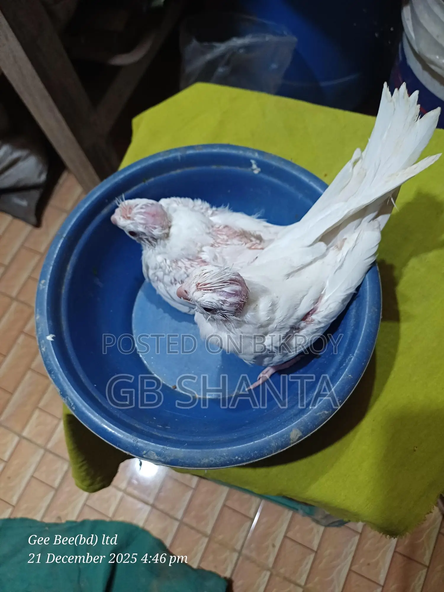 ককাটেল বেবি
