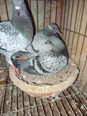 মাকসি রেসার বেবি